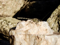 Progomphus joergenseni