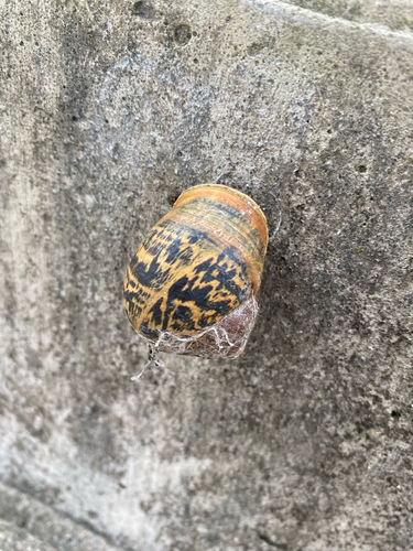 Garden Snail