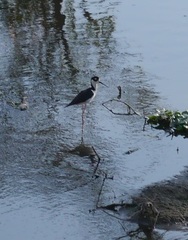 Himantopus mexicanus