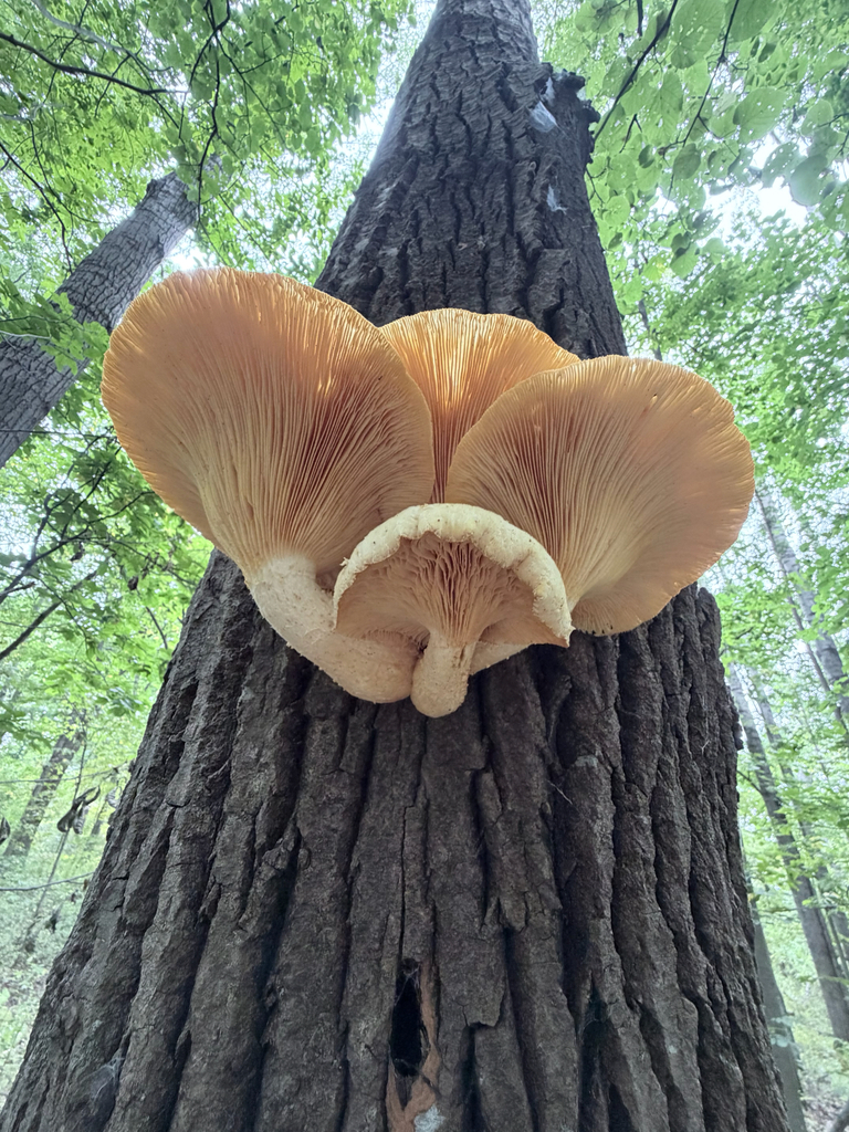 Lynx Paw Oyster · September 2026 · photo: Photo: (c) Erica Tava Johnson, some rights reserved (CC BY) · iNaturalist