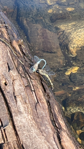 iNaturalist observation photo of Variable Darner