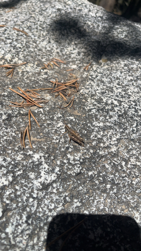 iNaturalist observation photo of Grasshoppers, Crickets, and Katydids