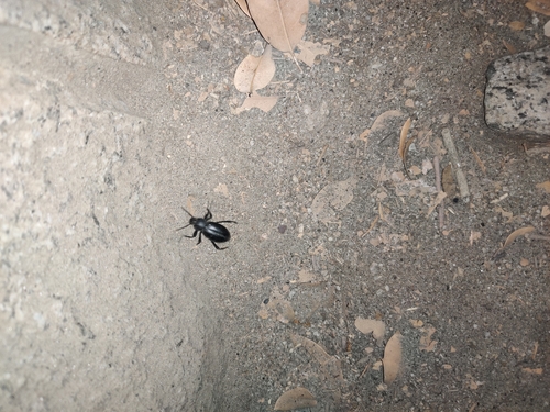 iNaturalist observation photo of Darkling Beetles