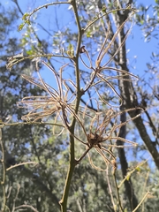 Mimosa pigra
