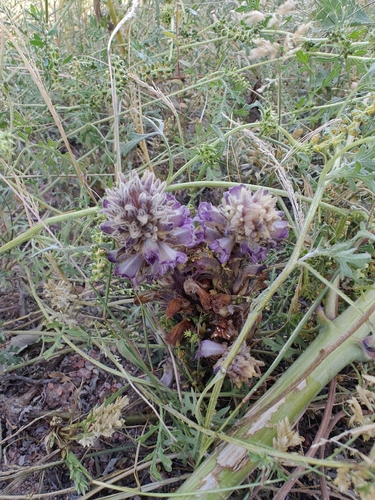 Louisiana broomrape