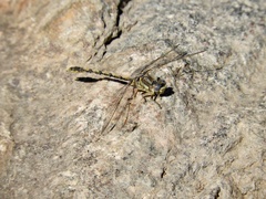 Progomphus joergenseni