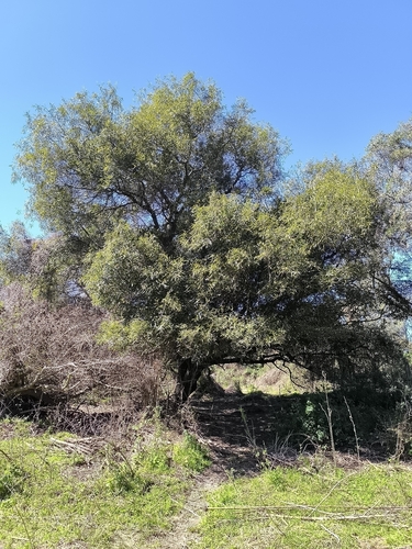 Nectandra angustifolia, photograph 3