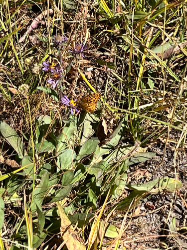 iNaturalist observation photo of Mormon Fritillary