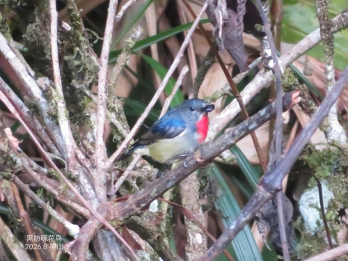 Black-sided Flowerpecker