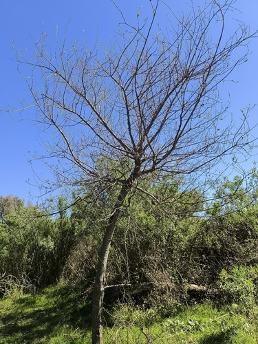 Sapium haematospermum, photograph 3