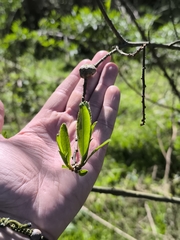 (c) Nico Yak, some rights reserved (CC BY) Sapium haematospermum, photograph (c) Nico Yak, some rights reserved (CC BY)