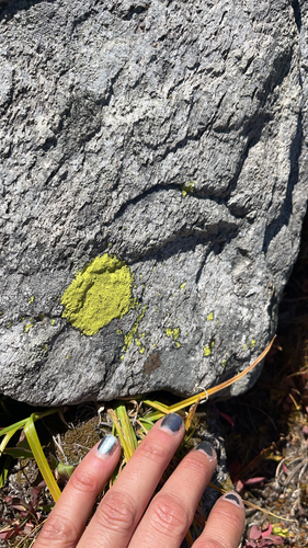 iNaturalist observation photo of gold cobblestone lichen
