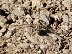 Progomphus joergenseni