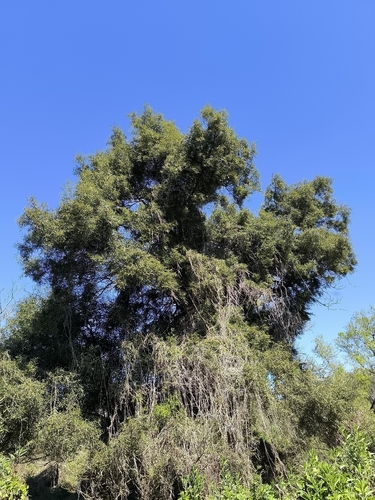 Nectandra angustifolia