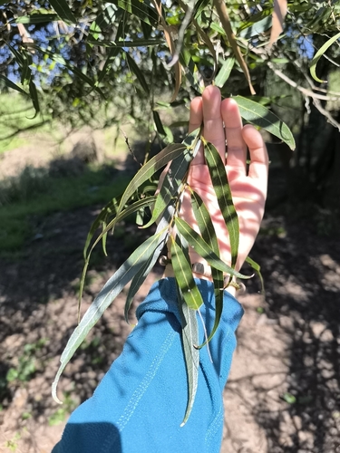 Nectandra angustifolia, photograph 2