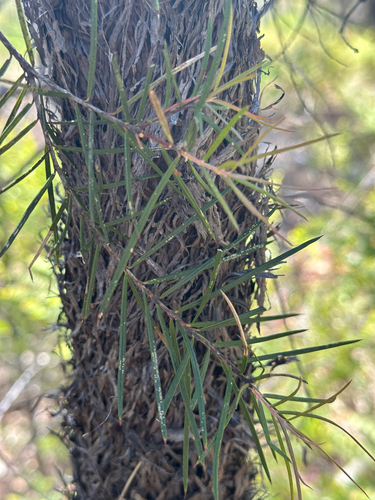 Lysicarpus angustifolius observed 2026-09-06