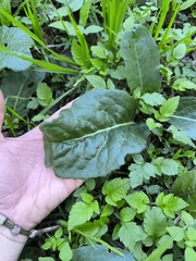 Jaborosa integrifolia