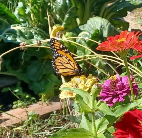 Monarch