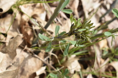 Baptisia tinctoria