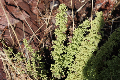 Dysphania botrys, photograph 3