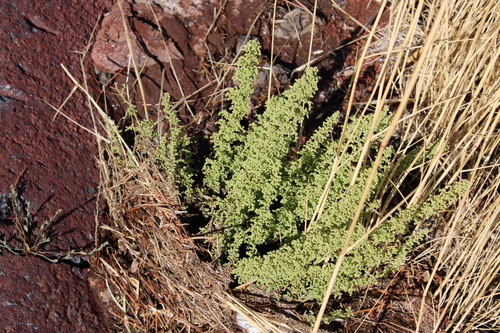 Dysphania botrys, photograph 2