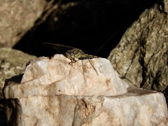 Progomphus joergenseni