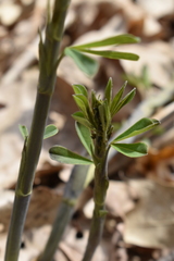 Baptisia tinctoria