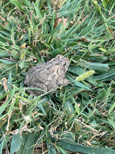 Fowler's Toad