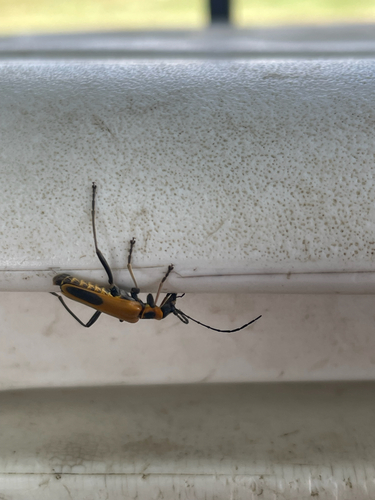 Goldenrod Soldier Beetle