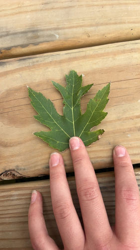 silver maple