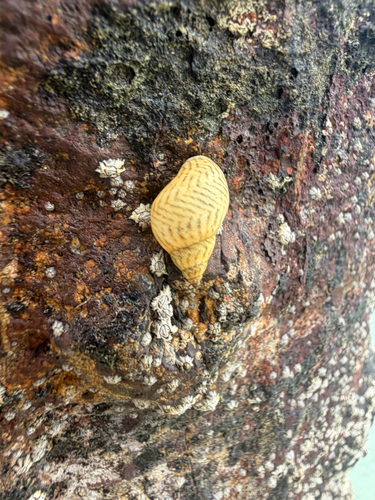 Littorina ziczac, 2026-09-06