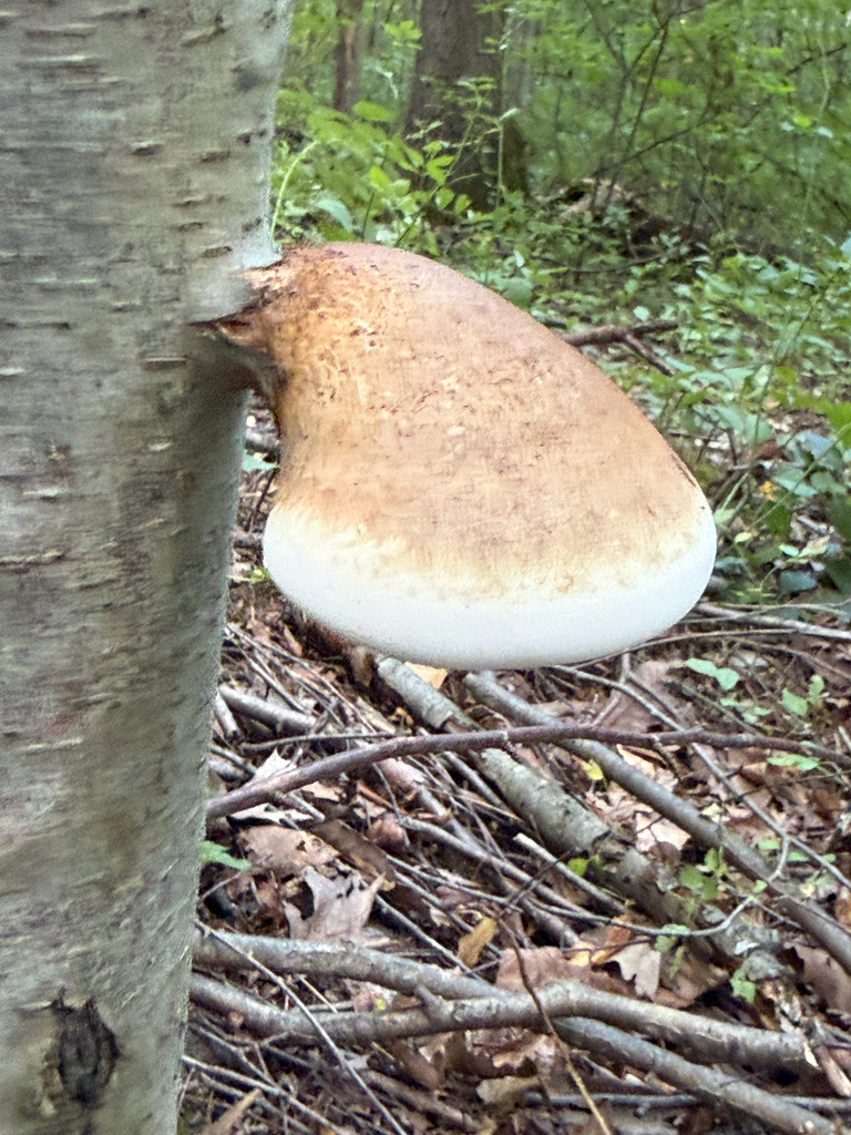 birch polypore · September 2026 · photo: Photo: (c) nebrooks, some rights reserved (CC BY) · iNaturalist