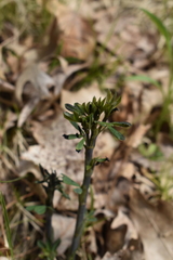 Baptisia tinctoria