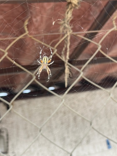 Western Spotted Orbweaver