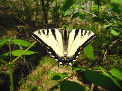 Papilio appalachiensis
