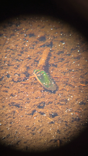 iNaturalist observation photo of Giant green water beetle