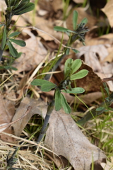 Baptisia tinctoria
