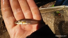 Fundulus diaphanus diaphanus