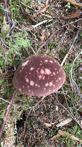 admirable bolete