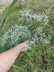 Eupatorium torreyanum