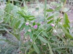 Vicia sativa nigra