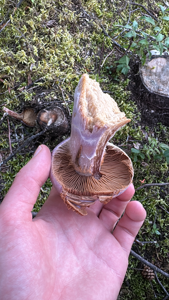 gassy webcap · September 2026 · photo: Photo: no rights reserved · iNaturalist
