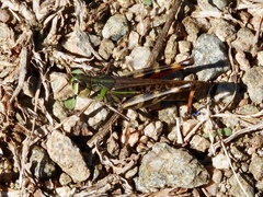 Rhammatocerus pictus