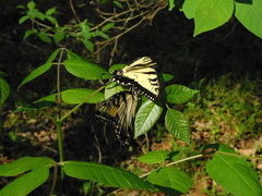 Papilio appalachiensis