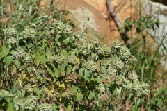 Pycnanthemum curvipes
