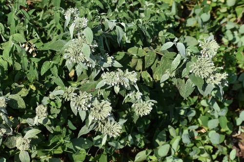 Pycnanthemum curvipes, photograph 1