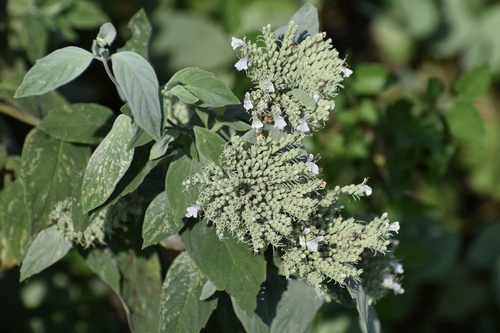 Pycnanthemum curvipes, photograph 2