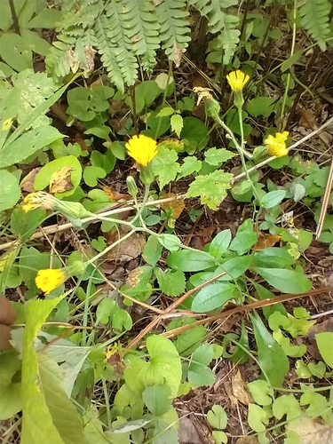 Hieracium scabrum, photograph 5