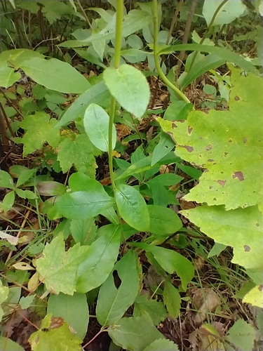 Hieracium scabrum, photograph 6
