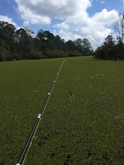 Cyrtobagous salviniae